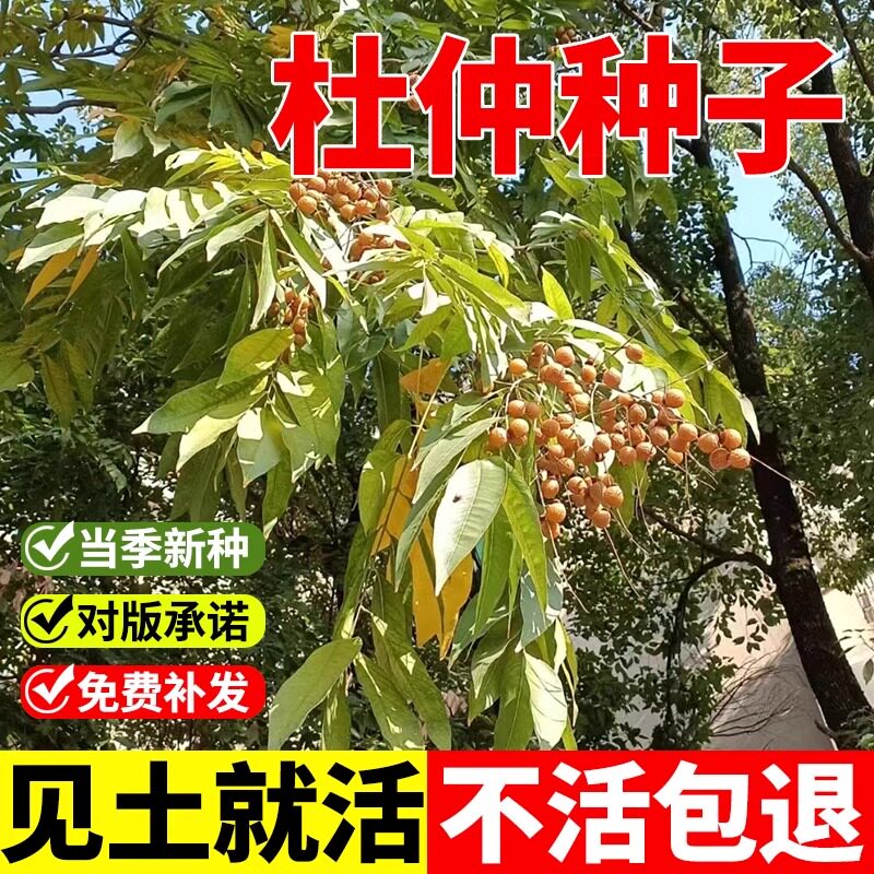 杜仲树子籽当年新采中药材优质散装秋季春季播种绿化植物林木种子