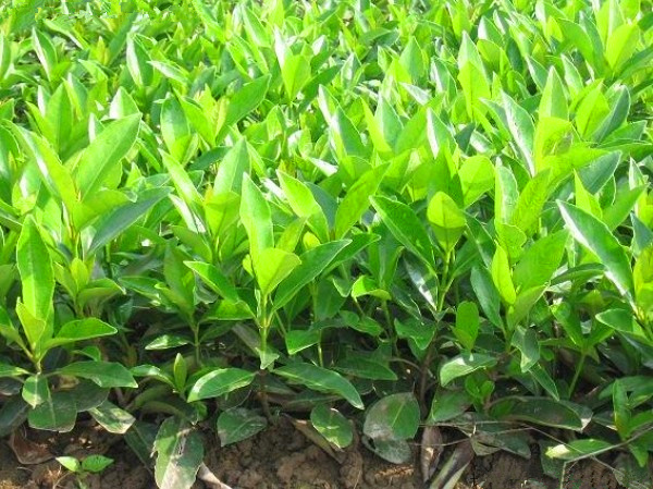 法国冬青种子卫矛红果树abcdef