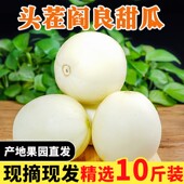 脆蜜瓜头茬香瓜现摘 整箱 包邮 陕西阎良甜瓜正宗10斤水果新鲜应当季