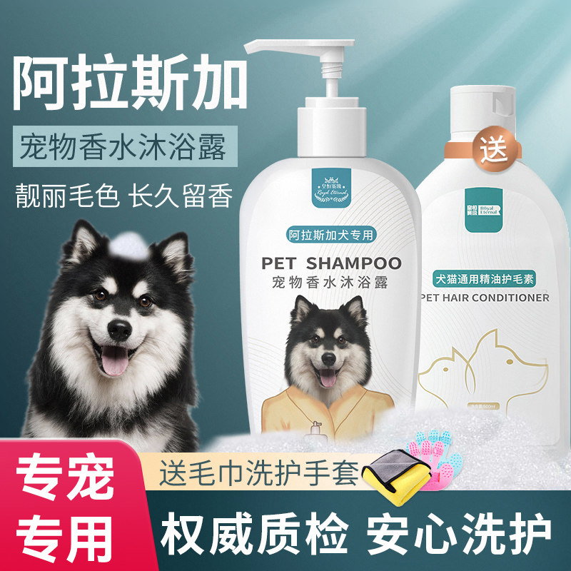 宠物狗狗阿拉斯加白毛专