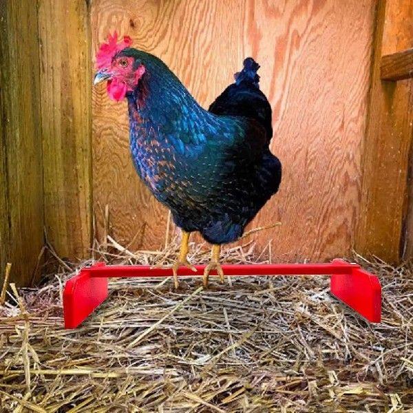 Parrot Perch Stable Structure Wear-resistant Wood Bird