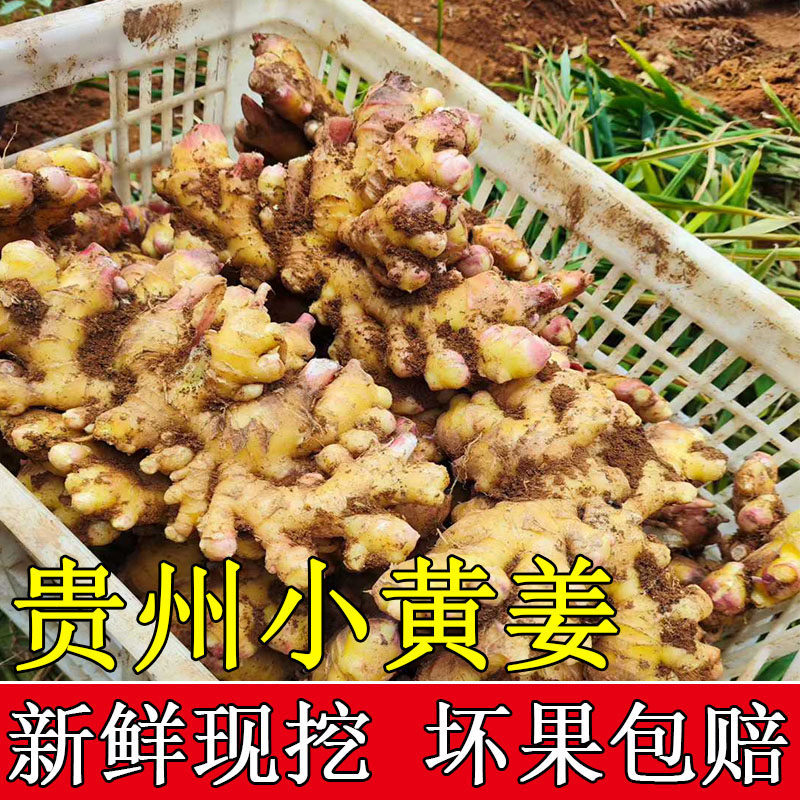 贵州小黄姜新鲜嫩姜嫩姜芽现挖小黄姜姜土特产当季新鲜小黄姜时令
