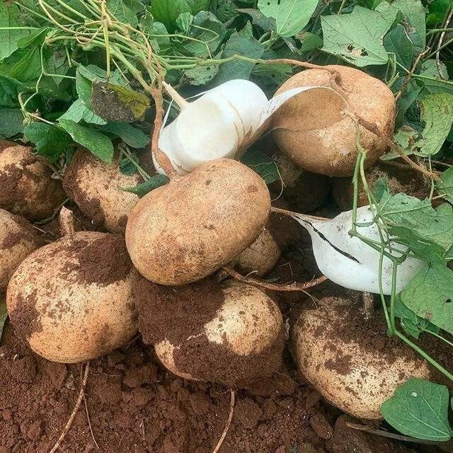 湖北凉薯特产现挖凉薯新鲜白地瓜地萝卜农家特产沙葛地瓜当季水果