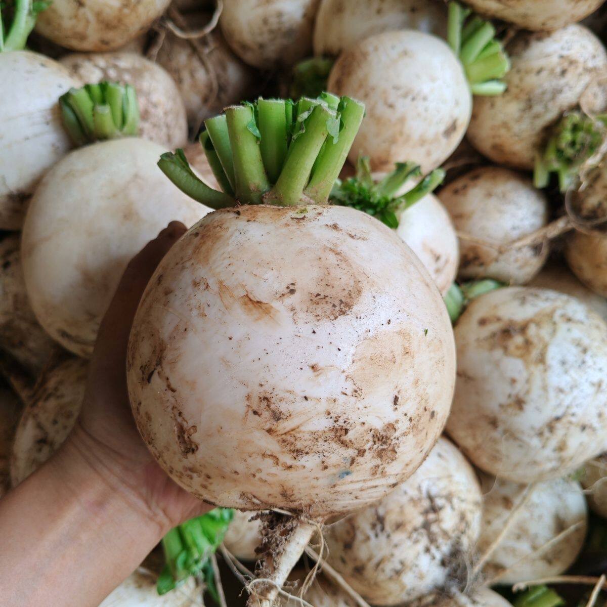 贵州高山新鲜白萝卜农家自种蔬菜当季春不老萝卜泡菜圆白萝卜带泥