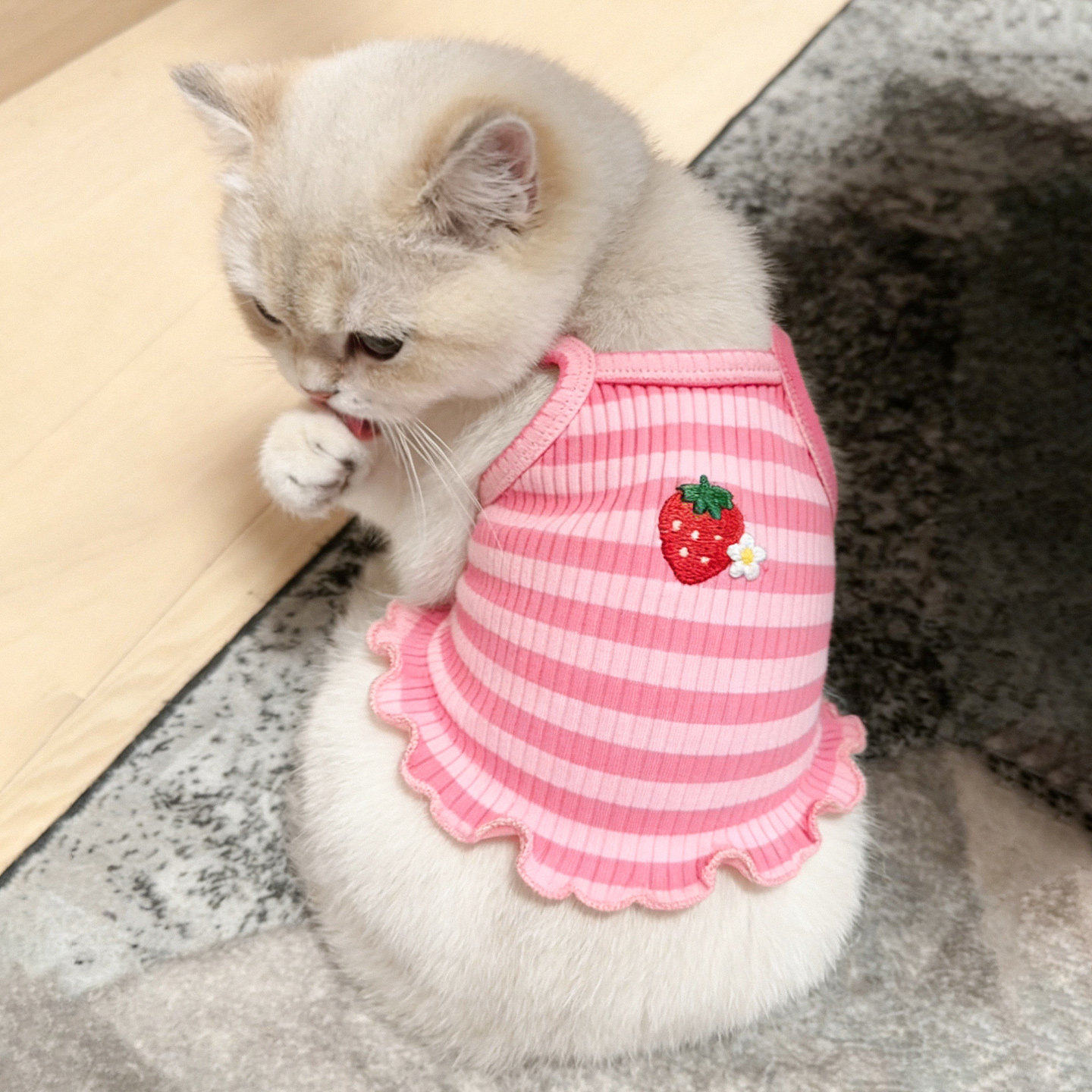 草莓猫咪衣服金银渐层比熊小型犬夏天薄款吊带幼猫幼犬防掉毛背心