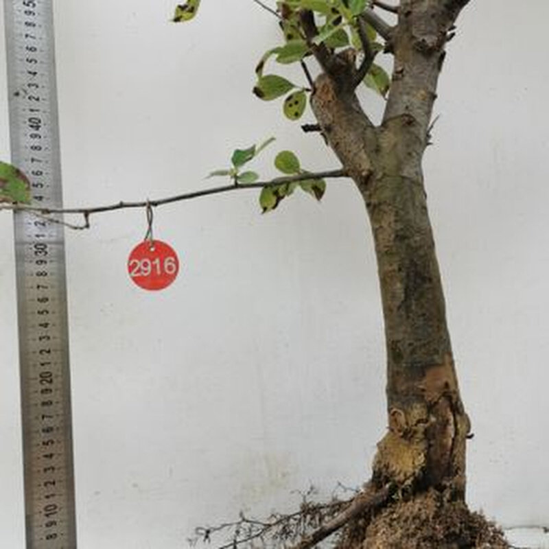 极速新香木瓜盆景果树开花结果果实香甜花L早果大红花黄果好吃实