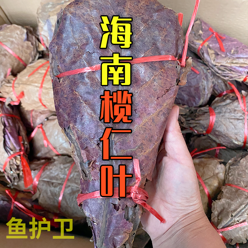 榄仁叶乌龟橄榄叶水族斗鱼