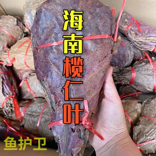 鱼缸榄仁叶乌龟橄榄叶水族斗鱼懒人叶降酸调节水质Ph值养龟天然叶