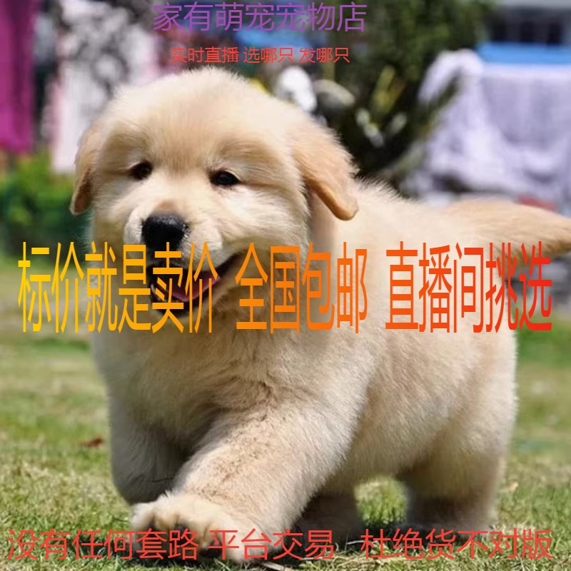 纯种金毛幼犬双血统大骨架金毛犬大型家养导盲犬高智商宠物狗活体