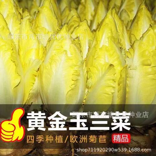 金玉兰菜种子一年四季多年生软化菊苣种子籽阳台盆栽白玉兰菜种籽