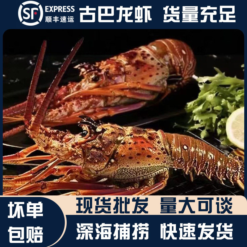 古巴龙虾野生活冻澳龙现货冷冻海鲜水产进口青龙顺丰包邮送礼送人