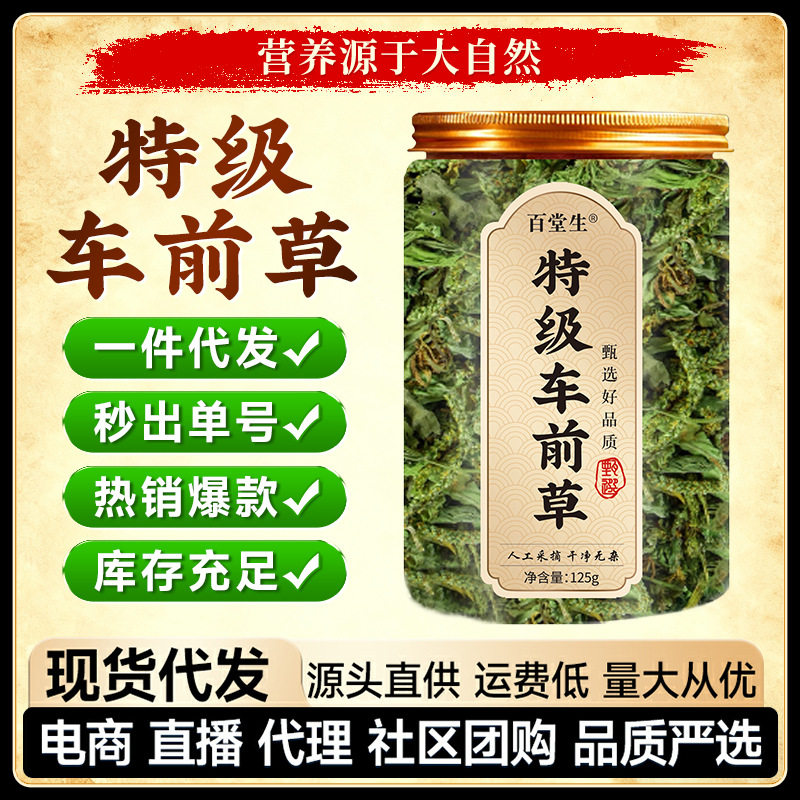 特级车前草 整颗药材野生新鲜车前养生茶罐装花草茶现货