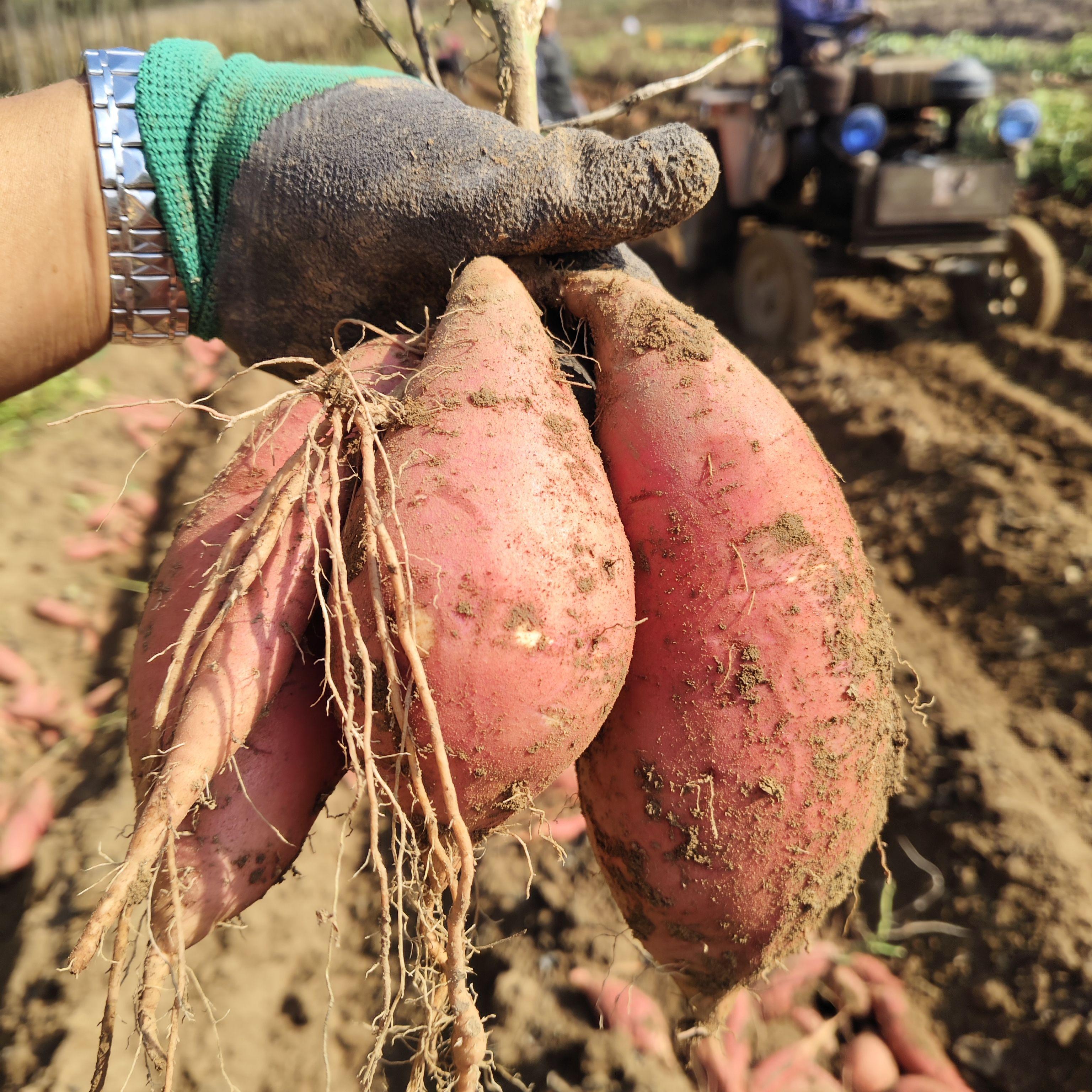 新鲜红薯老黄瓤品种北京红553黄皮黄心老品种红薯地瓜