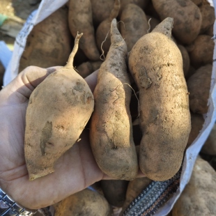 新鲜红薯老黄瓤品种北京红553黄皮黄心老品种红薯地瓜