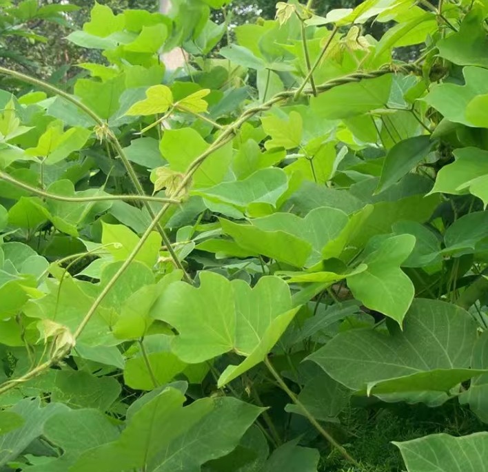 葛藤种子葛根爬山虎牵牛花油麻藤山边坡矿区绿化护坡爬藤植物种籽