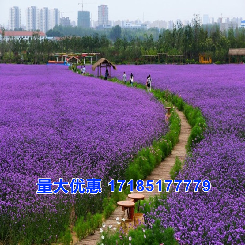 柳叶马鞭草种子多年生宿根花景