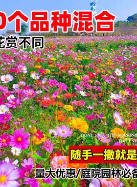 野花组合花种子波斯菊花种籽子播种格桑花花籽太阳花种孑