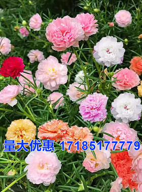 重瓣太阳花种孑籽子混色四季播种开花花卉易活阳台室内盆栽苗庭院