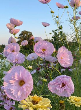 蛋挞波斯菊花种籽子四季播种开花庭院阳台易活室内七彩格桑花种孑