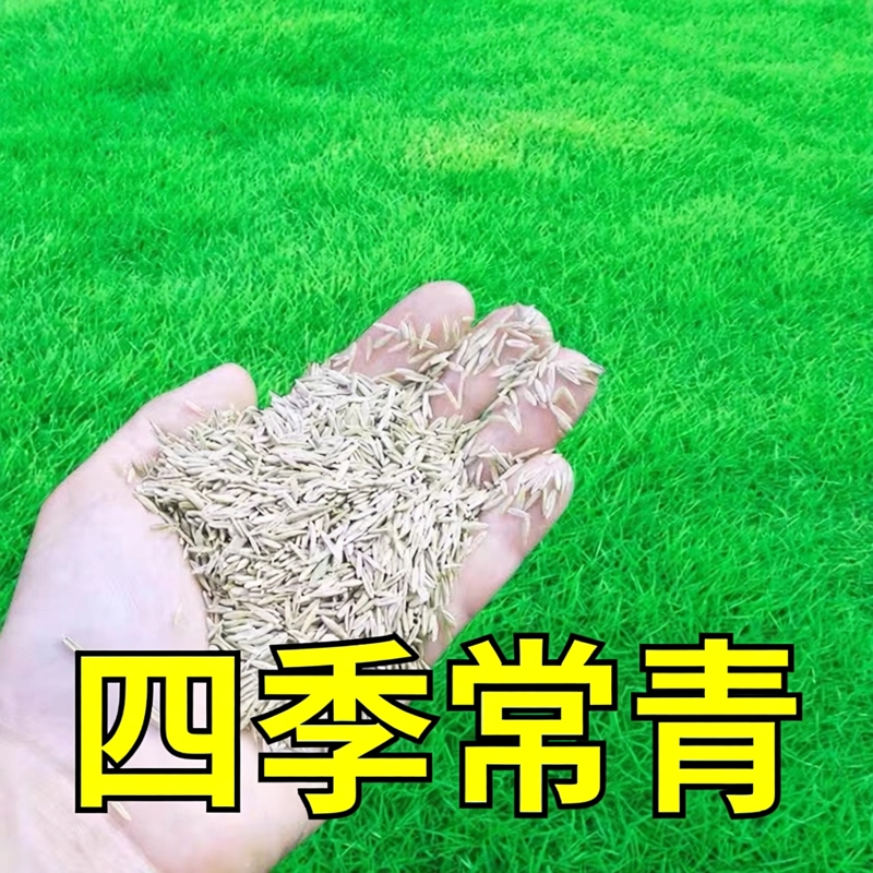 马尼拉草种籽草坪种子免修