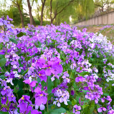 二月兰花种籽子见土就活宿