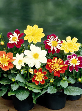 四季重瓣太阳小丽花易活植物盆栽庭院室外草花种籽大丽花种子