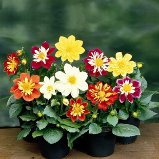 四季重瓣太阳小丽花易活植物盆栽庭院室外草花种籽大丽花种子