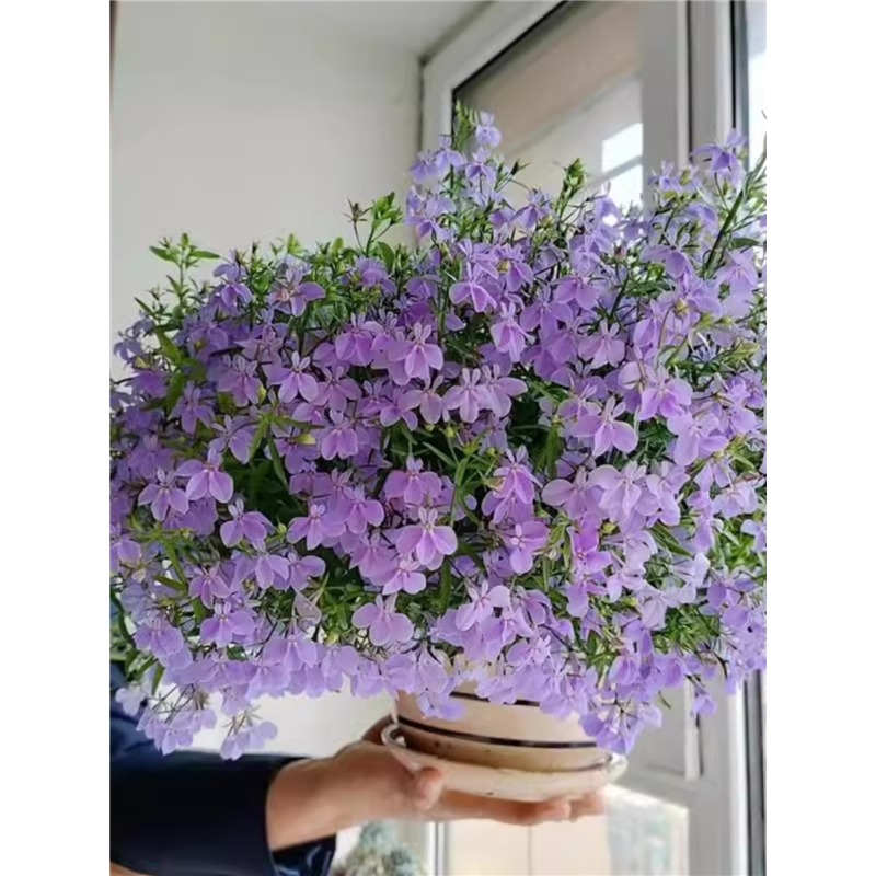 六倍利醉蝶花四季播种开室