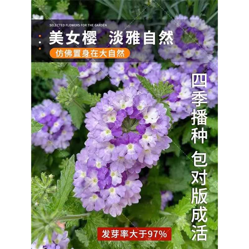 美女樱种子春季播四季易种室内