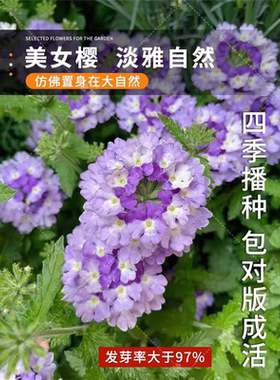 美女樱种子春季播四季易种室内花卉种子阳台盆栽秋播庭院花籽