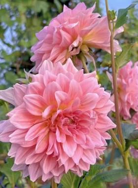 大丽花种子春季花籽多年生室外易活观赏花卉四季种庭院草花种籽子