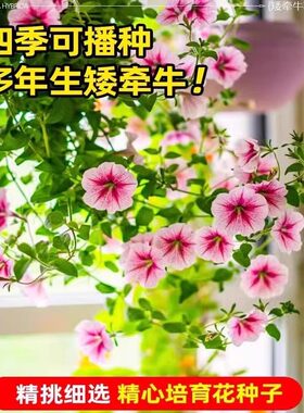 矮牵牛种子花卉种籽四季室内阳台盆栽植物花草种易活耐寒耐热爬藤