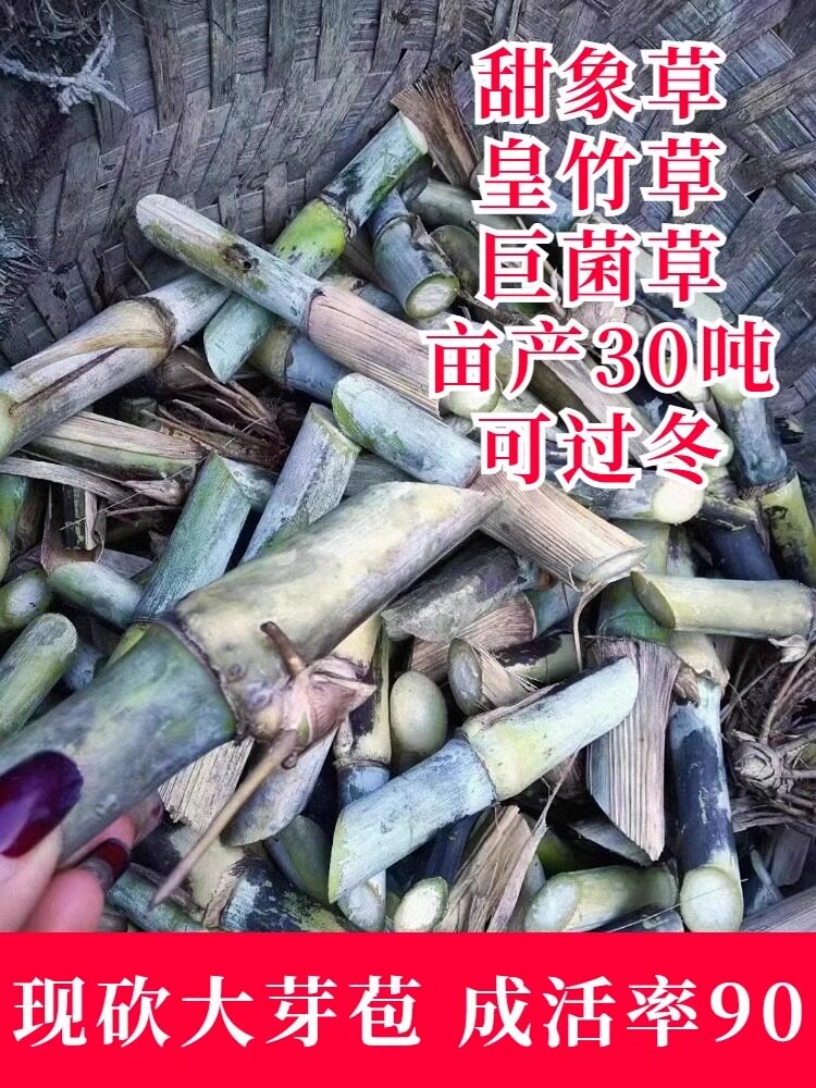 甜象草3号种节无毛高产耐寒皇竹草巨菌草种子多年生四季常青牧草