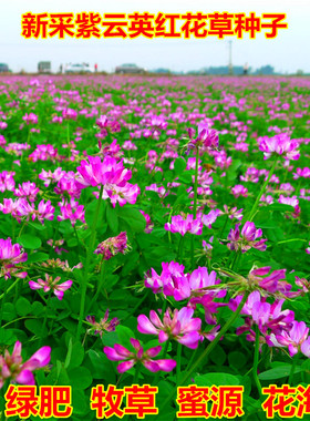 紫云英种子红花草食用野菜 养蜂蜜源 绿肥植物光叶紫花苕牧草种子