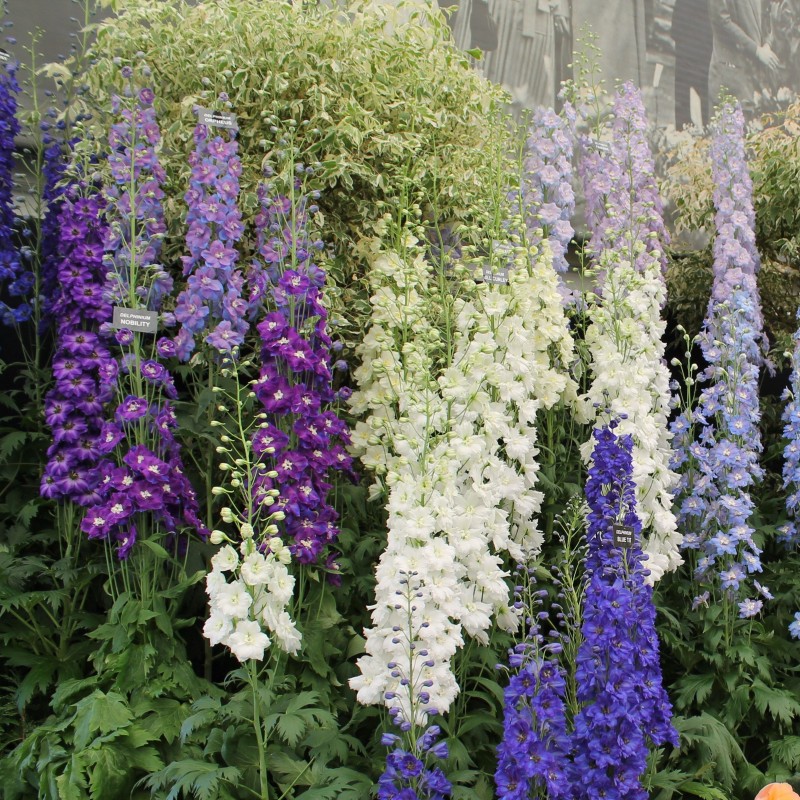 大花飞燕草种籽子四季播开