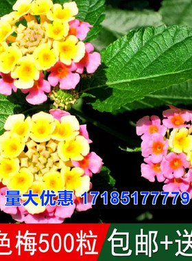 五色梅种子混色花五雷丹五色草马樱丹臭草七姐妹种籽