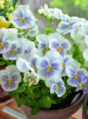 三色堇种子小角堇大花蝴蝶花猫脸花籽人面花阳台室内盆栽花园庭院