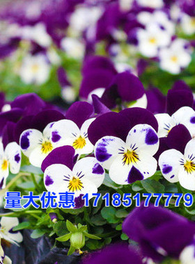 冬天开花的盆栽花苗带花耐寒垂吊三色堇种子 猫脸花蝴蝶花花种子