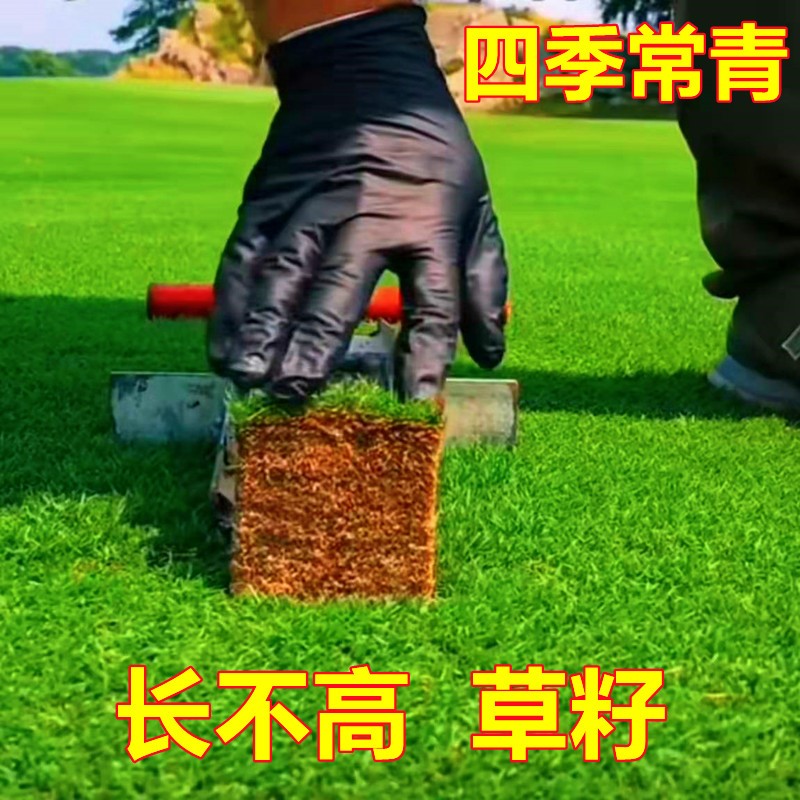 草坪籽四季常青护坡狗牙根