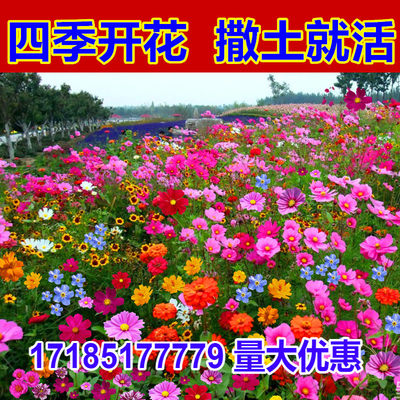 耐寒野花组合波斯菊花籽庭院花海