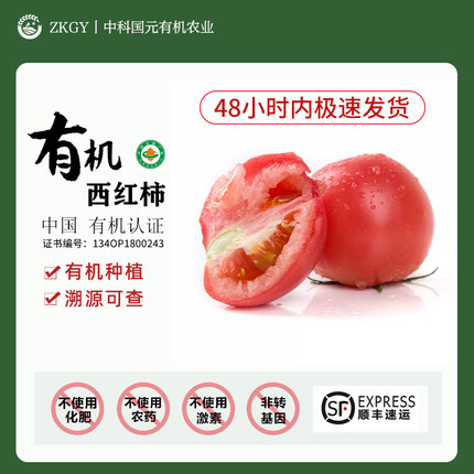 有机西红柿云南自然熟番茄孕妇新鲜现摘生吃沙瓤新普罗旺斯西红柿