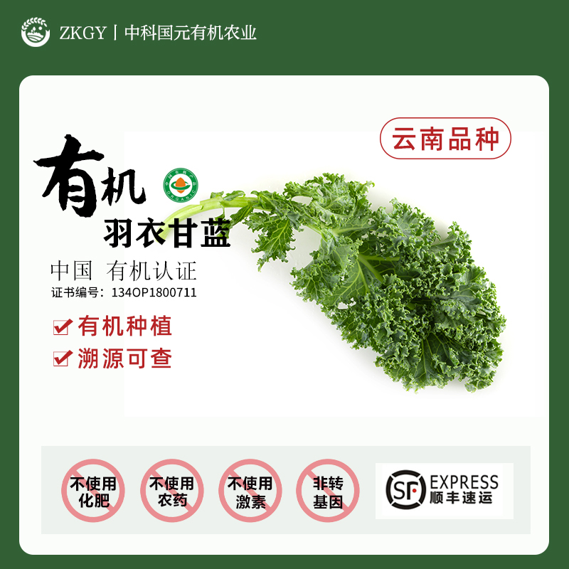 有机羽衣甘蓝云南高原现摘