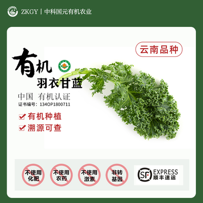 有机羽衣甘蓝云南高原现摘