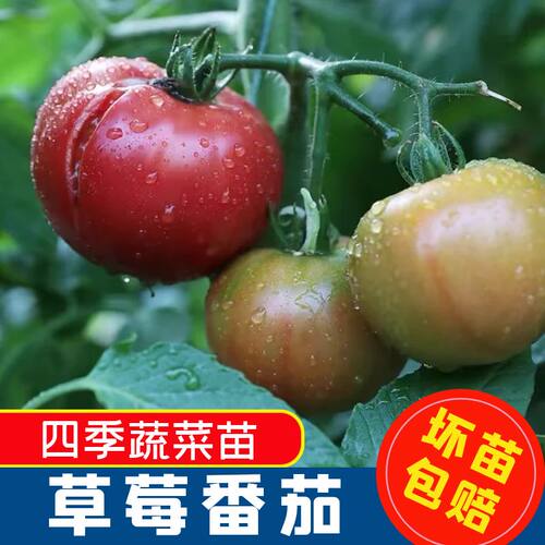 正宗铁皮草莓柿子苗秧东北绿肩红黄黑番茄圣女果种子超甜盆栽阳台