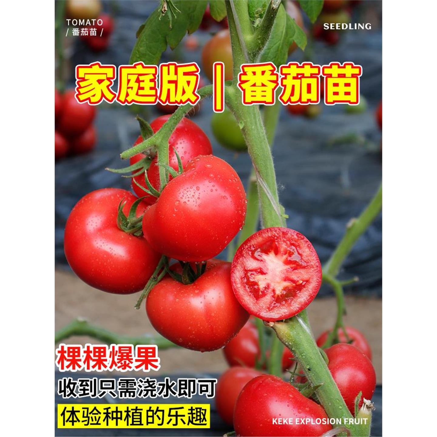 寿光大红果西柿种子籽孑高