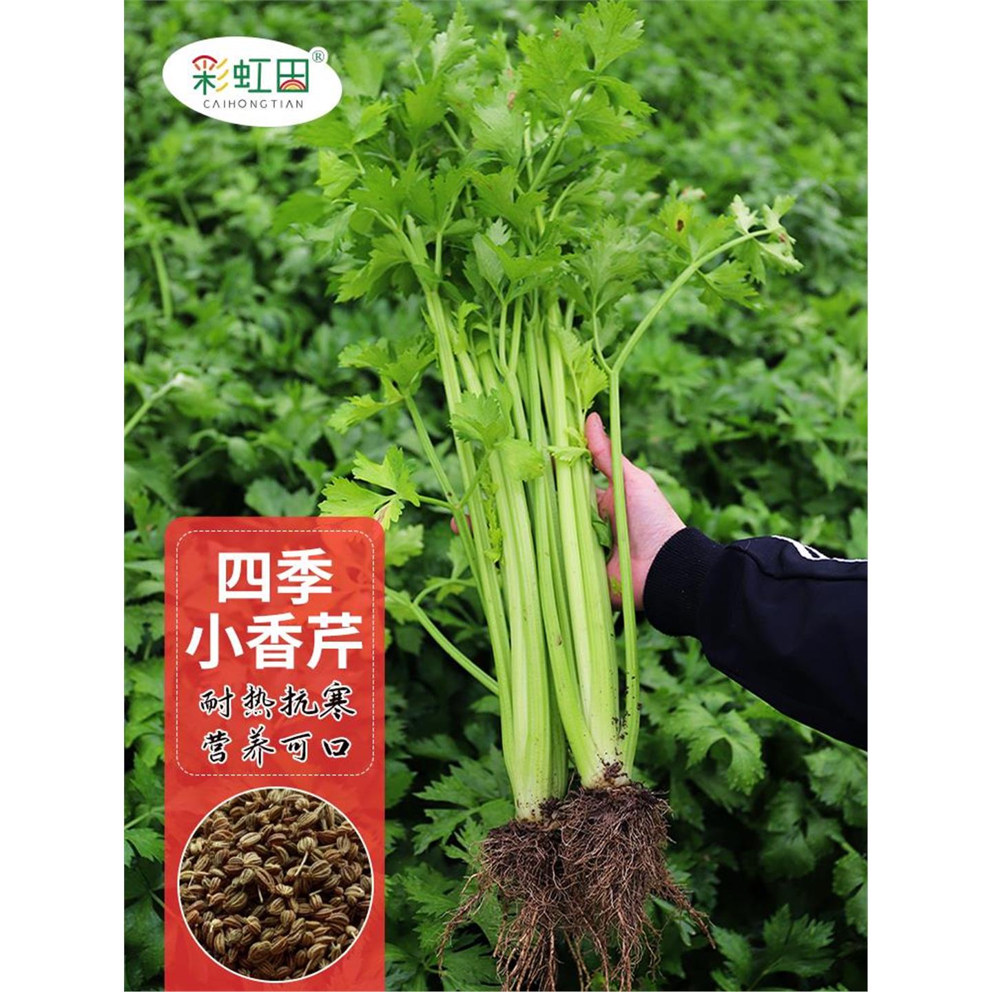 四季小香芹种子籽苗秧菜春