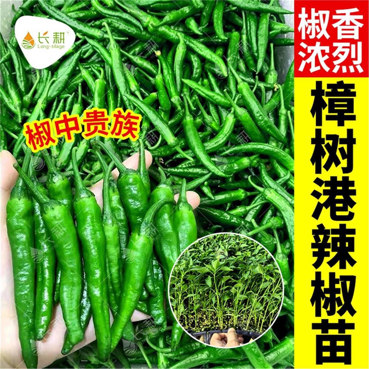 正宗湖南樟树港椒种苗香辣