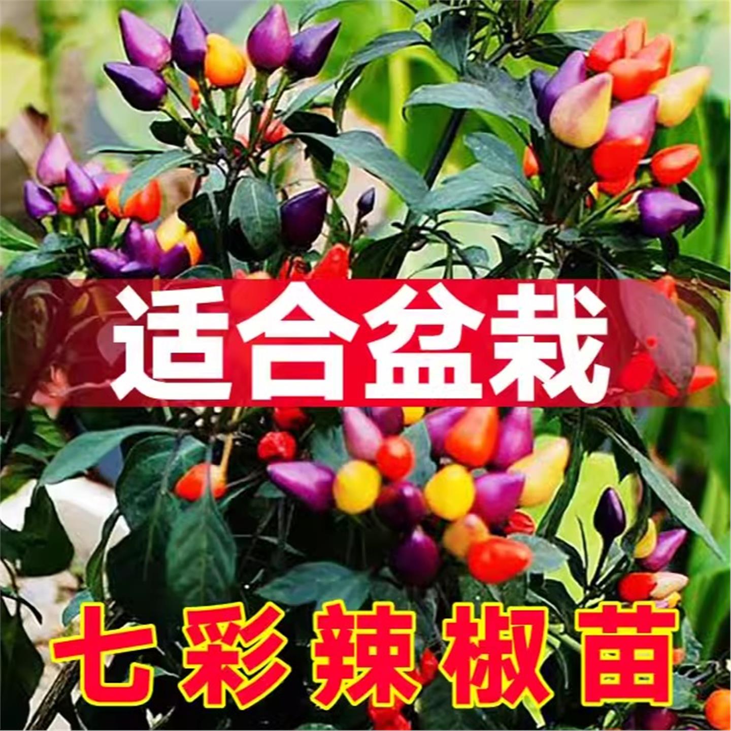观赏食用七彩小辣椒秧苗带