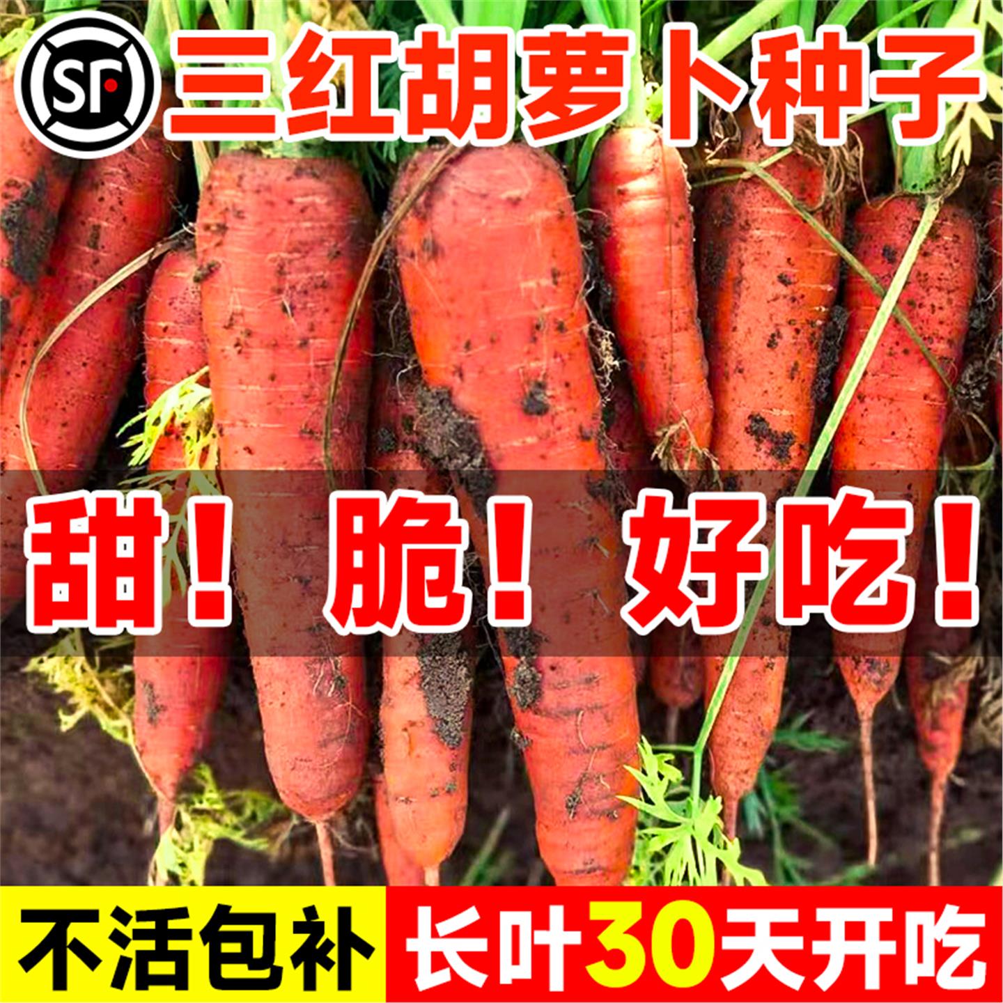 三红胡萝卜种子阳台四季植