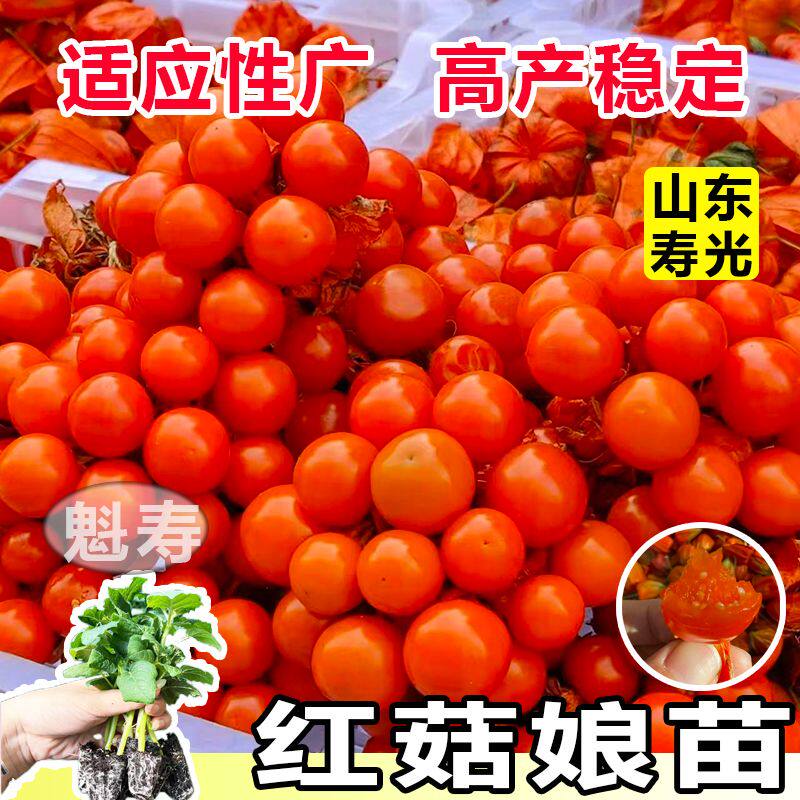 高原红浆果苗姑娘黄灯笼种